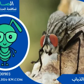 القضاء على الذباب المنزلي
