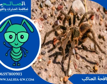 شركة مكافحة العناكب بالكويت