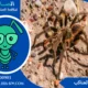 شركة مكافحة العناكب بالكويت