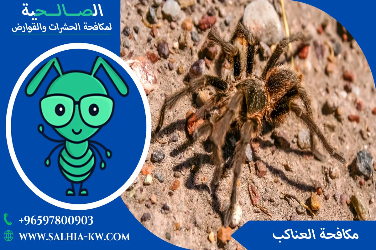 شركة مكافحة العناكب بالكويت – 65781308