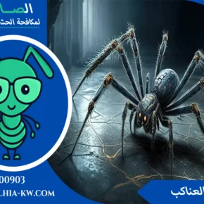 شركة مكافحة العنكبوت بالكويت