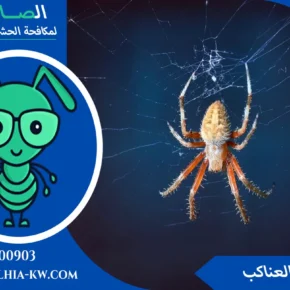 شركة مكافحة العنكبوت بالكويت