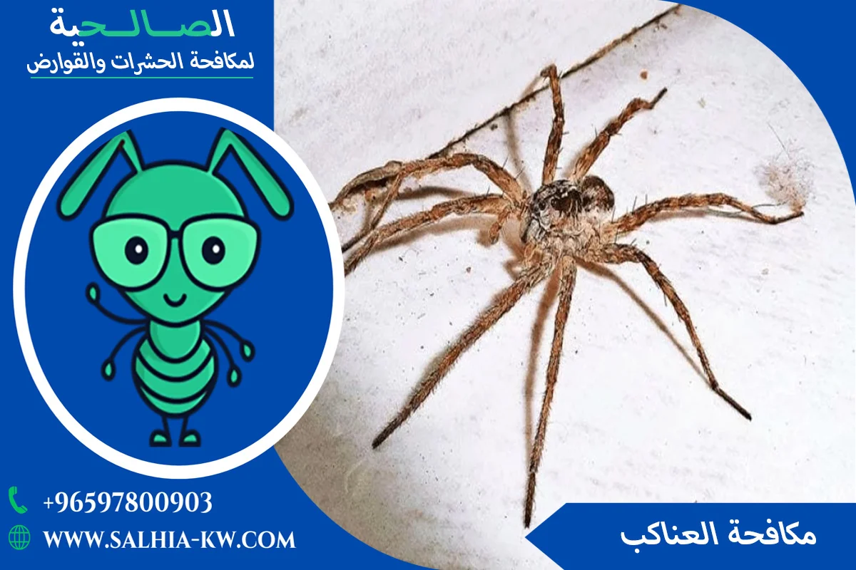 أفضل مبيدات العناكب للقضاء عليها نهائيًا في الكويت 65781308