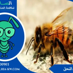 مكافحة الدبابير بالكويت