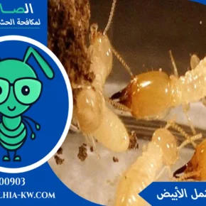 شركة مكافحة النمل الأبيض بالكويت