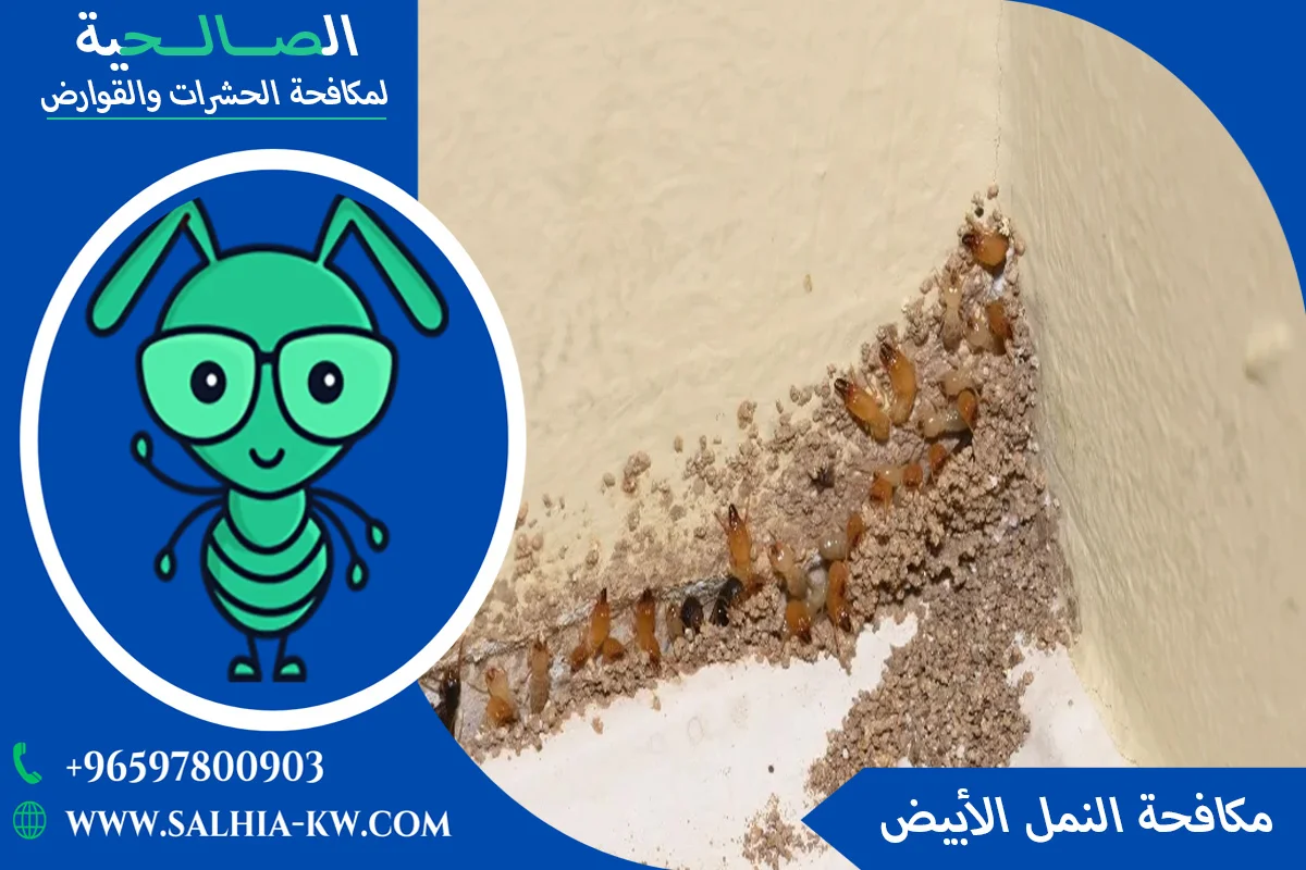 شركة ابادة النمل بالكويت – الحل النهائي للتخلص من النمل نهائيًا 65781308