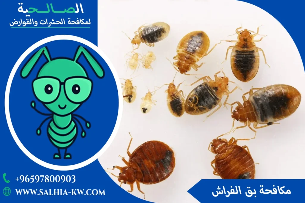شركة إبادة البق بالكويت