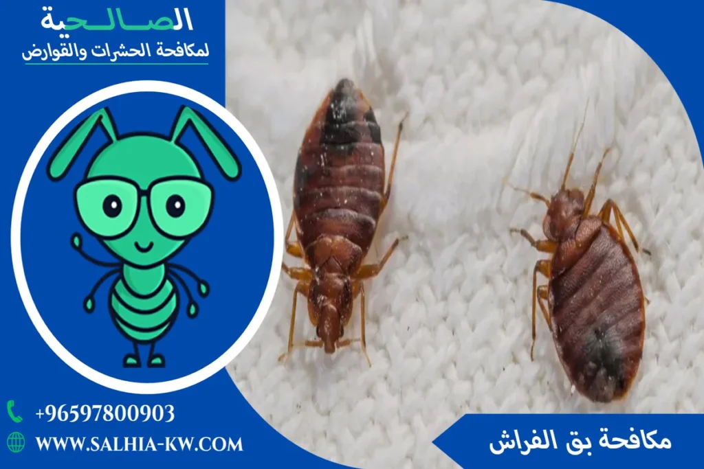 شركة إبادة البق بالكويت