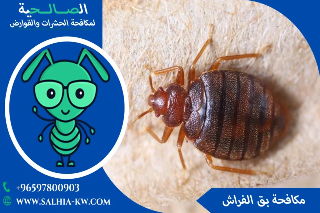 شركة إبادة البق بالكويت