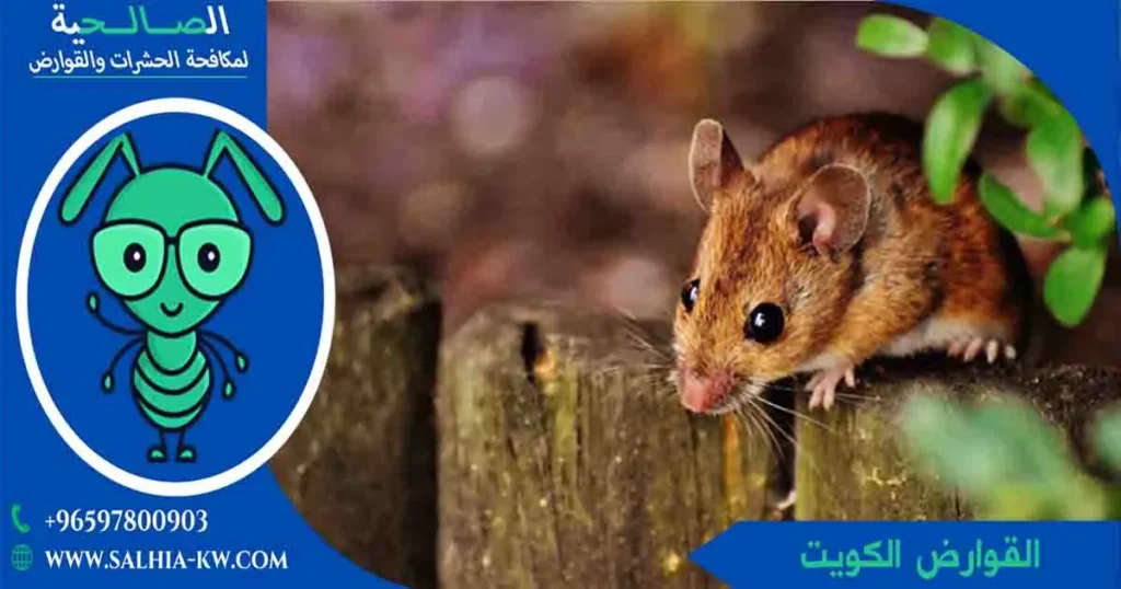 القوارض الكويت
القوارض
قوارض