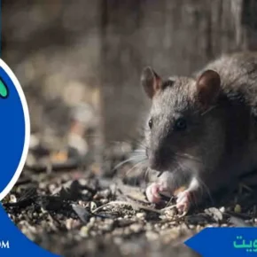 القوارض الكويت القوارض قوارض
