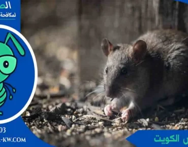 القوارض الكويت القوارض قوارض