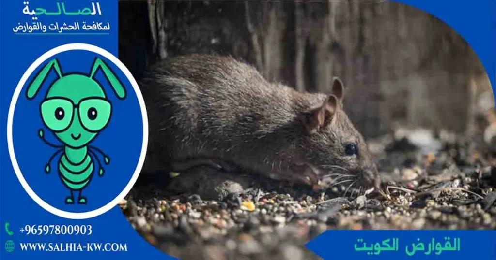 القوارض الكويت
القوارض
قوارض