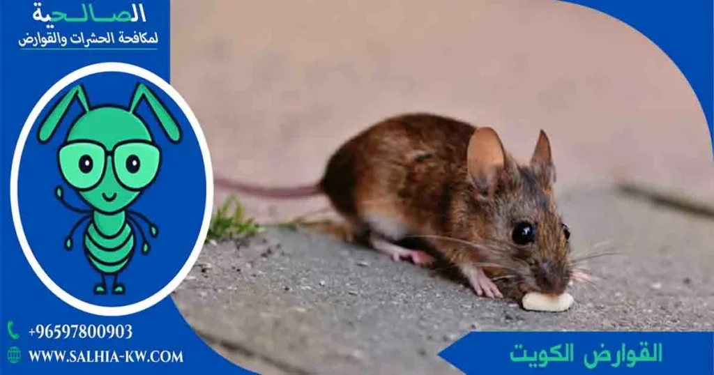 القوارض الكويت
القوارض
قوارض