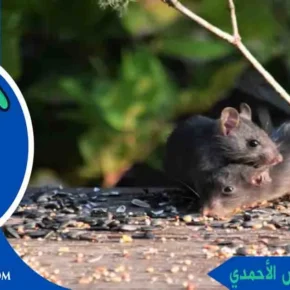 رقم مكافحة القوارض الأحمدي