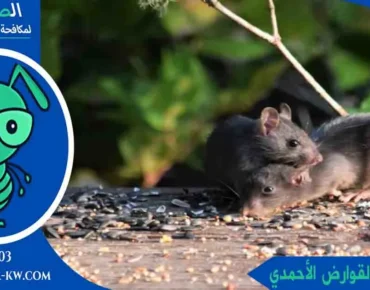 رقم مكافحة القوارض الأحمدي