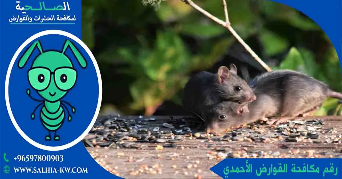 وداعا للآفات الضارة مع رقم مكافحة القوارض الأحمدي وخدمات الرش المتطورة