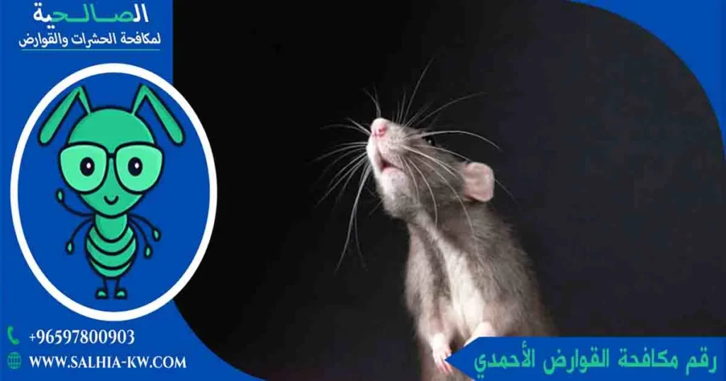 رقم مكافحة القوارض الأحمدي