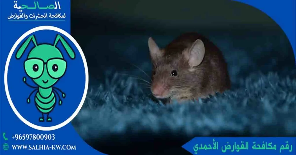 رقم مكافحة القوارض الأحمدي
