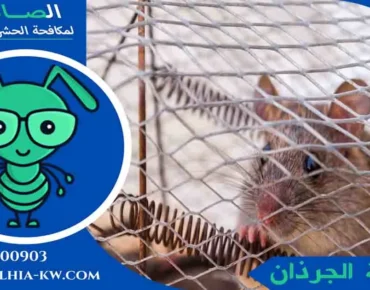 مكافحة الجرذان الجرذان الكبيرة إبادة الجرذان