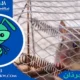 مكافحة الجرذان الجرذان الكبيرة إبادة الجرذان