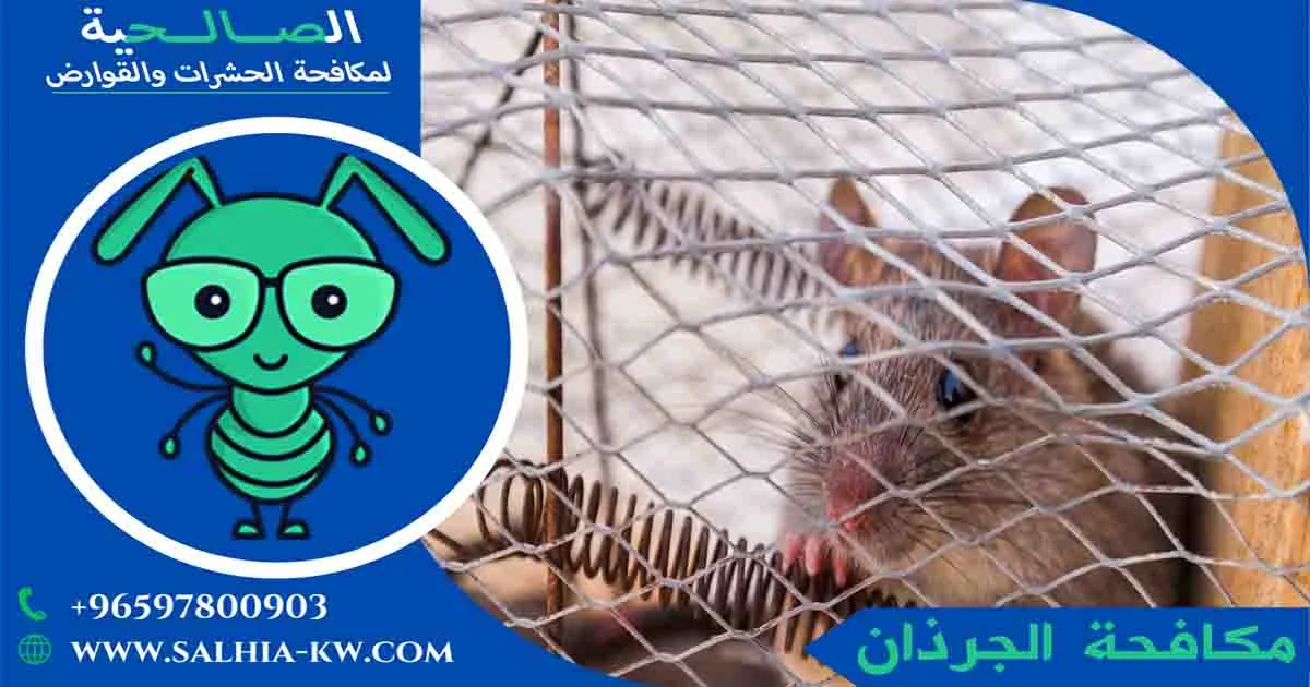 شركة مكافحة الجرذان بالكويت تعرف على طرق إبادة الجرذان الكبيرة اللتي نقدمها؟