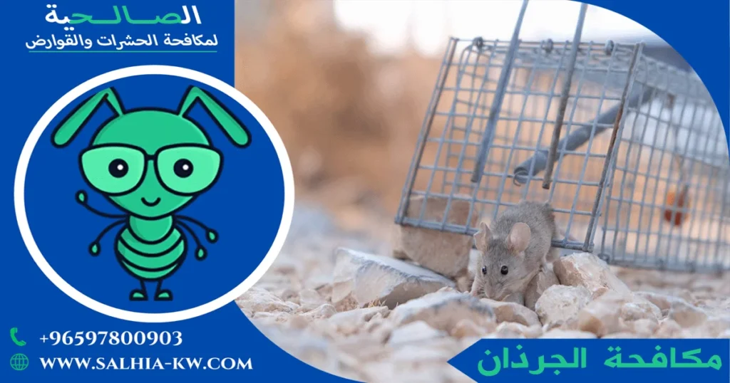 مكافحة الجرذان
الجرذان الكبيرة
إبادة الجرذان