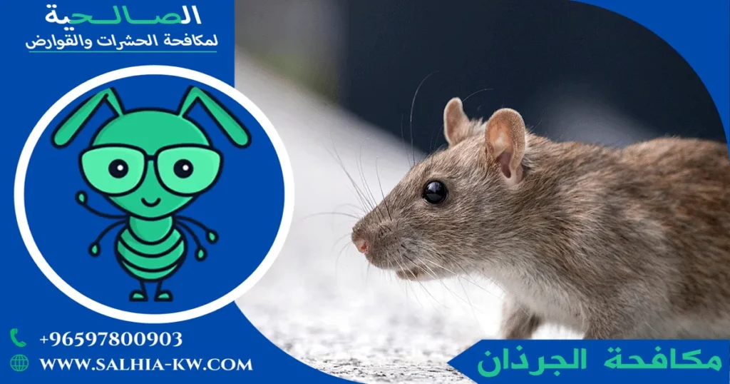 مكافحة الجرذان
الجرذان الكبيرة
إبادة الجرذان