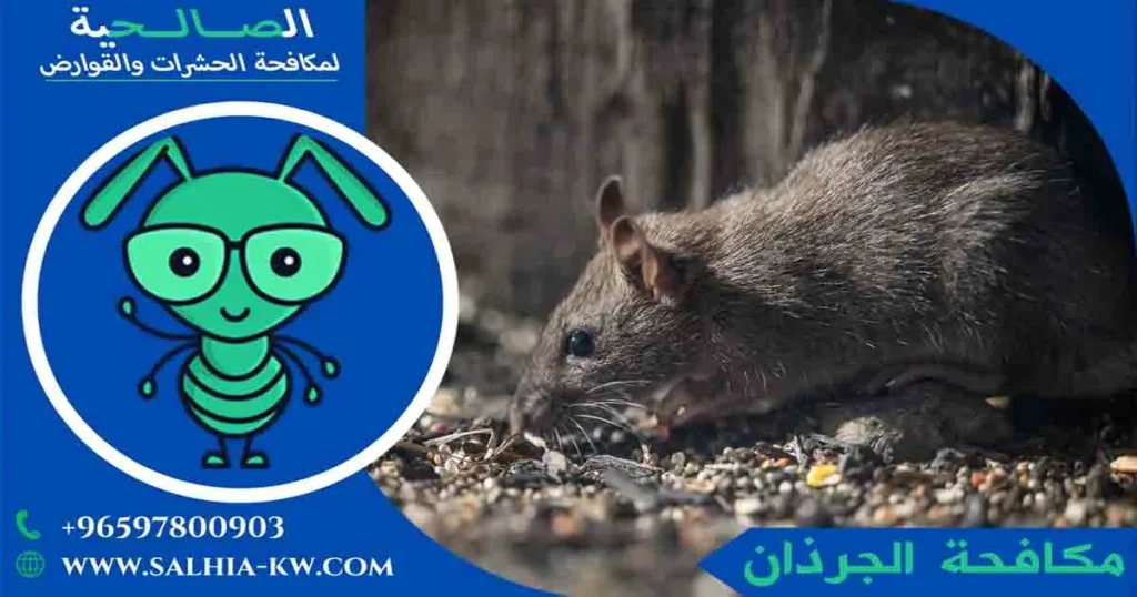 مكافحة الجرذان
الجرذان الكبيرة
إبادة الجرذان