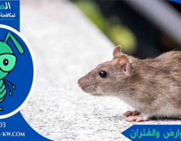 مكافحة القوارض والفئران مكافحة الفئران الكويت