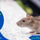 مكافحة القوارض والفئران مكافحة الفئران الكويت
