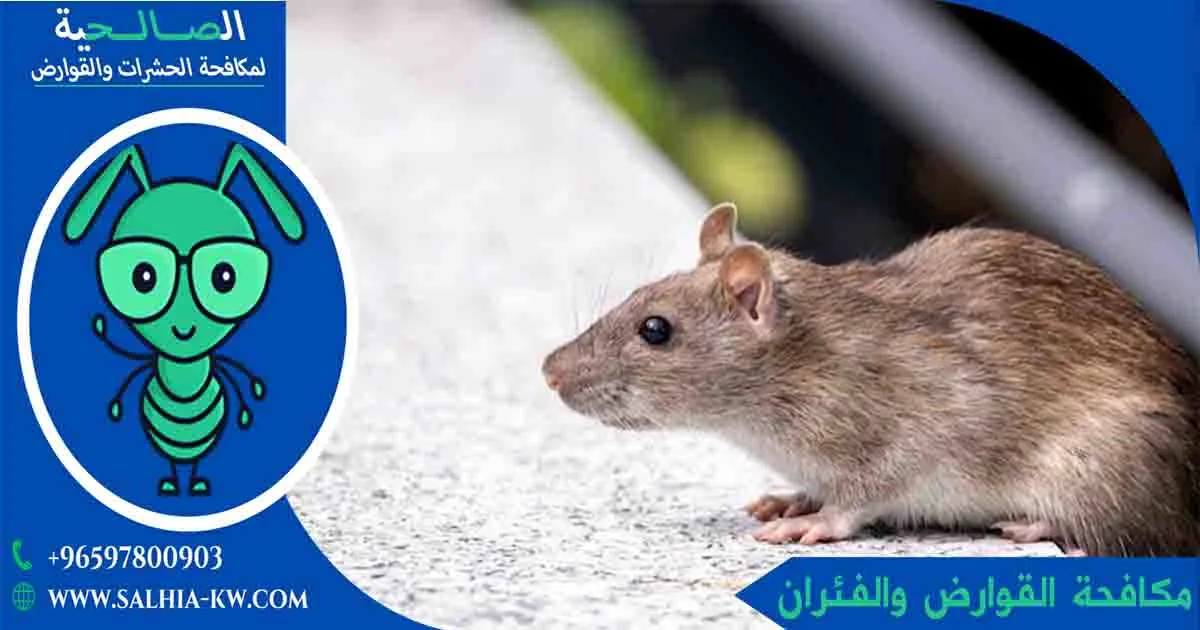 لماذا يثق الكويتيون بـ افضل شركة مكافحة القوارض والفئران بالكويت؟