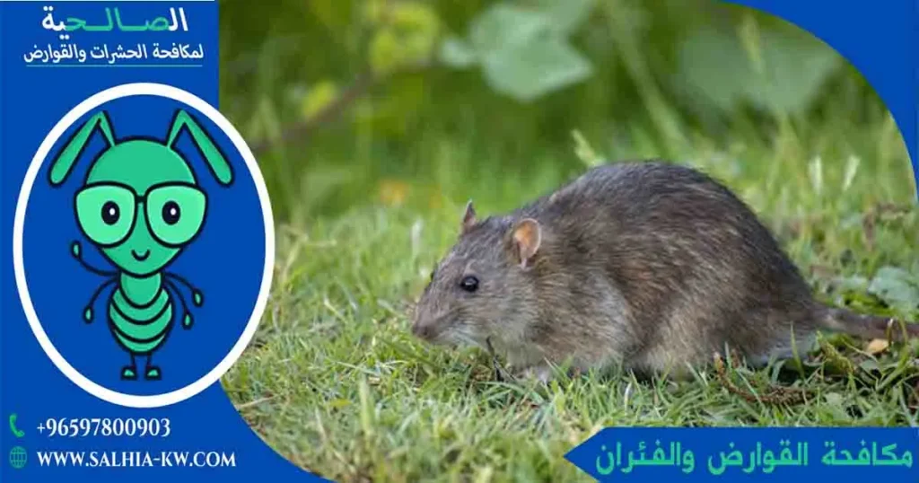 مكافحة القوارض والفئران
مكافحة الفئران الكويت