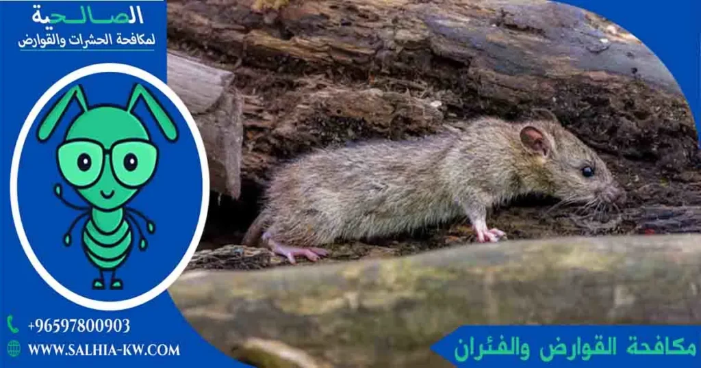 مكافحة القوارض والفئران
مكافحة الفئران الكويت