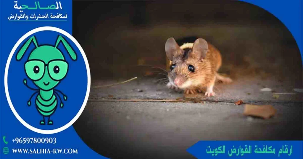 ارقام مكافحة القوارض الكويت تلفون مكافحة القوارض رقم مكافحة القوارض