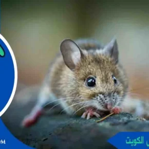 ارقام مكافحة القوارض الكويت تلفون مكافحة القوارض رقم مكافحة القوارض