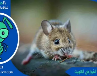 ارقام مكافحة القوارض الكويت تلفون مكافحة القوارض رقم مكافحة القوارض