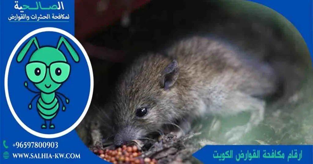 ارقام مكافحة القوارض الكويت تلفون مكافحة القوارض رقم مكافحة القوارض