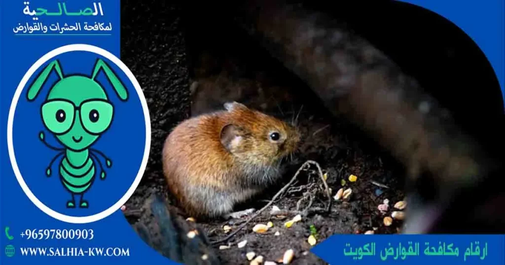 ارقام مكافحة القوارض الكويت
تلفون مكافحة القوارض
رقم مكافحة القوارض