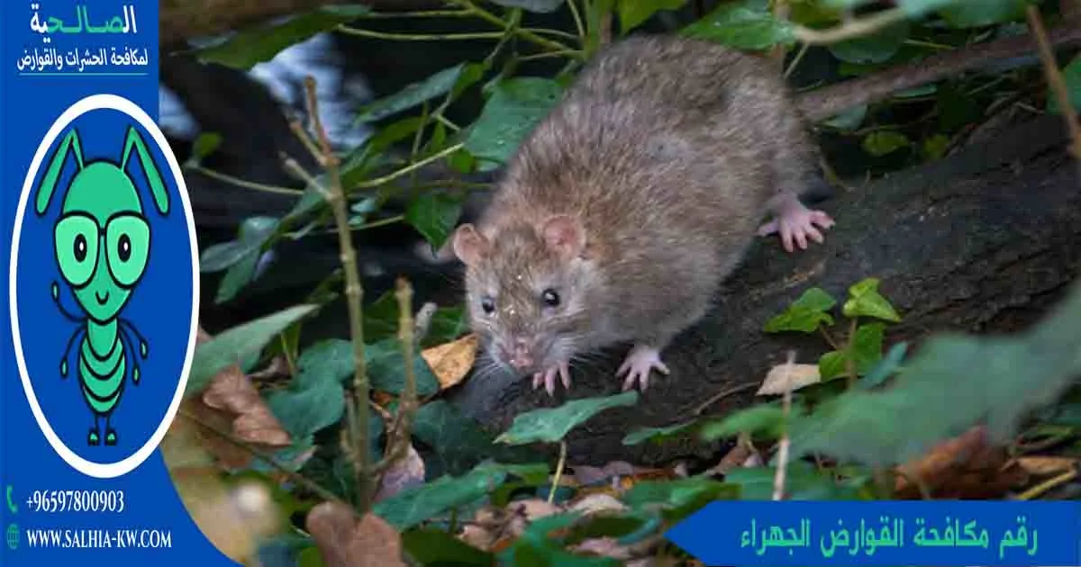 رقم مكافحة القوارض الجهراء
