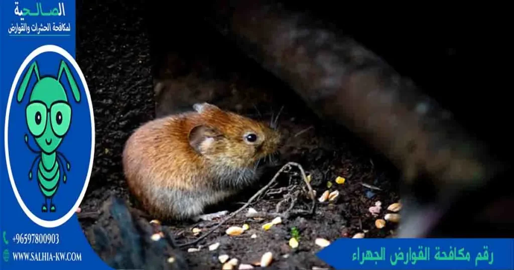 رقم مكافحة القوارض الجهراء