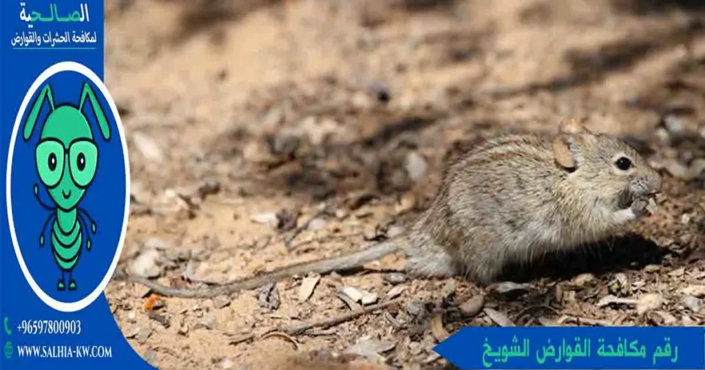 رقم مكافحة القوارض الشويخ