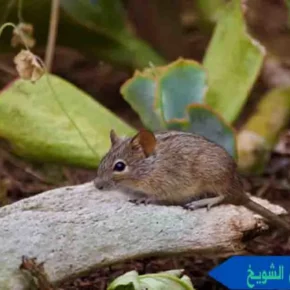 رقم مكافحة القوارض الشويخ