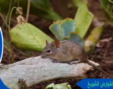 رقم مكافحة القوارض الشويخ