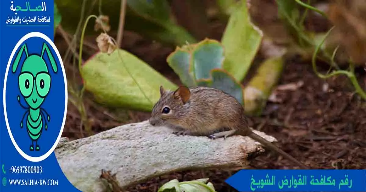 رقم مكافحة القوارض الشويخ