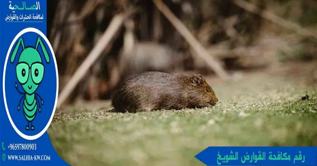 رقم مكافحة القوارض الشويخ