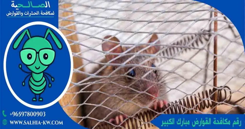رقم مكافحة القوارض مبارك الكبير
