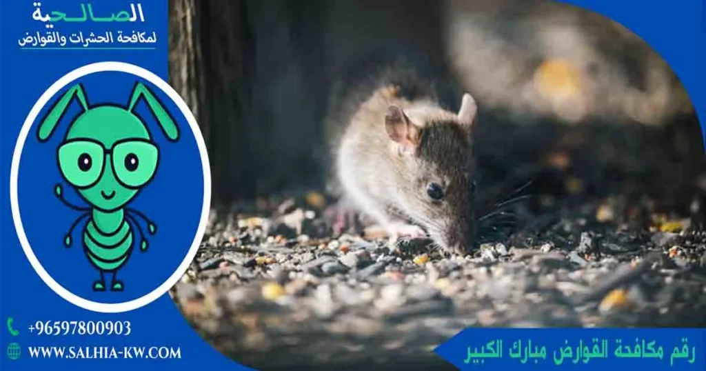 رقم مكافحة القوارض مبارك الكبير
