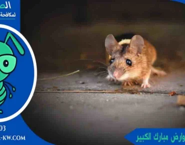 رقم مكافحة القوارض مبارك الكبير