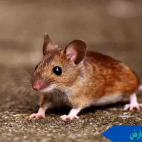 قسم مكافحة القوارض